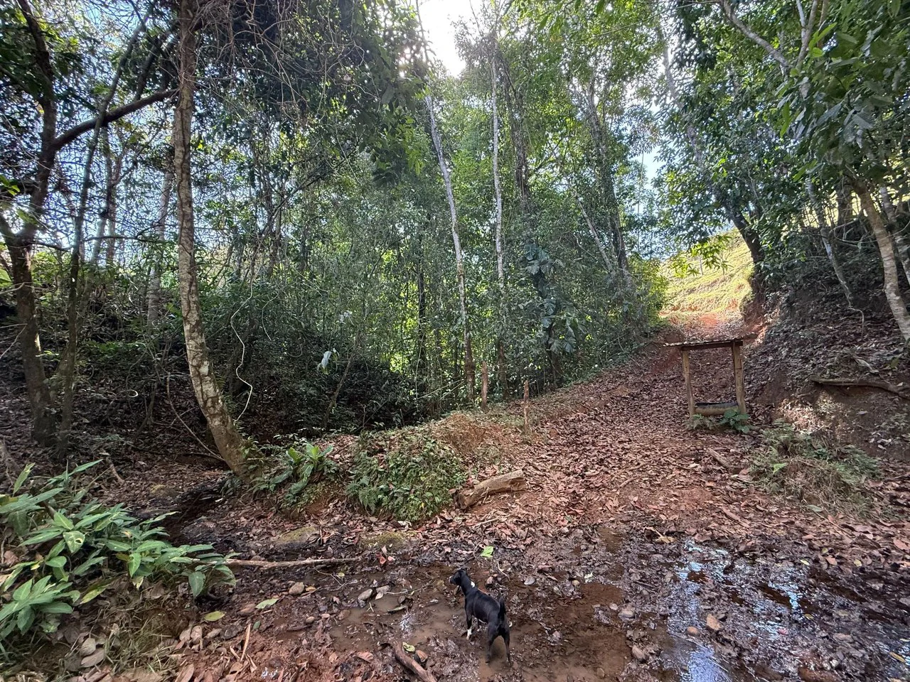 11.4 Hectare Mountain Estate: Lush Forest, River & Farm Potential in Arenal Puriscal , San Jose - Gallery image 26