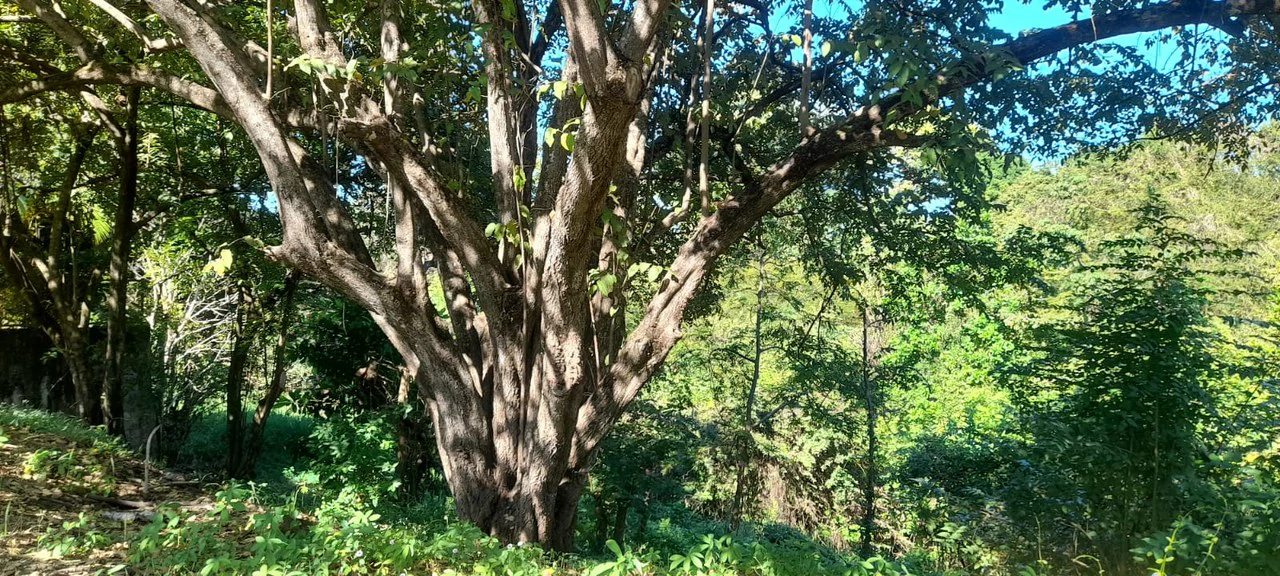 Playa Carrillo Lot: 200 meters to Playa Carrillo - Gallery image 13