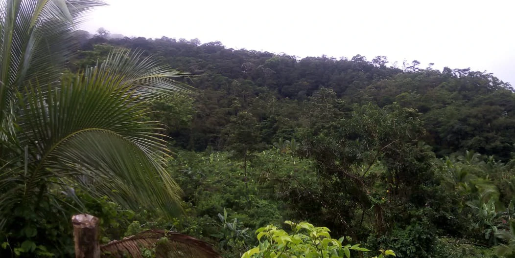 Agricultural farmland for sale in Aguas Claras, Alajuela, 1 house and many fruit trees - Gallery image 16