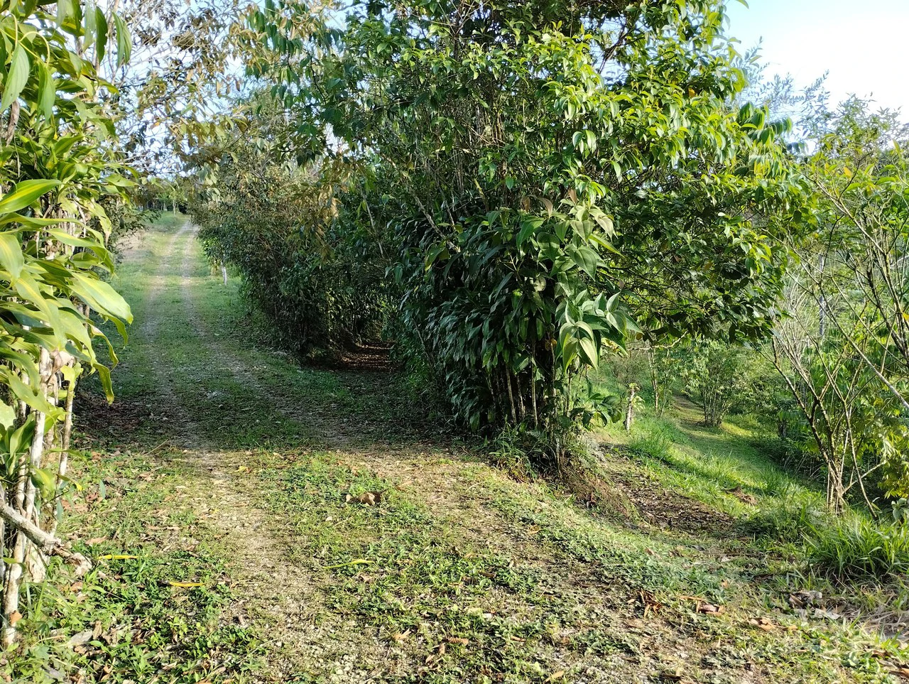 Charming Private Mountaintop home in the perfect climate of San Vito Coto Brus, San Isidro-Perez Zeledon, San Vito, San Jose, Costa Rica - Gallery image 10