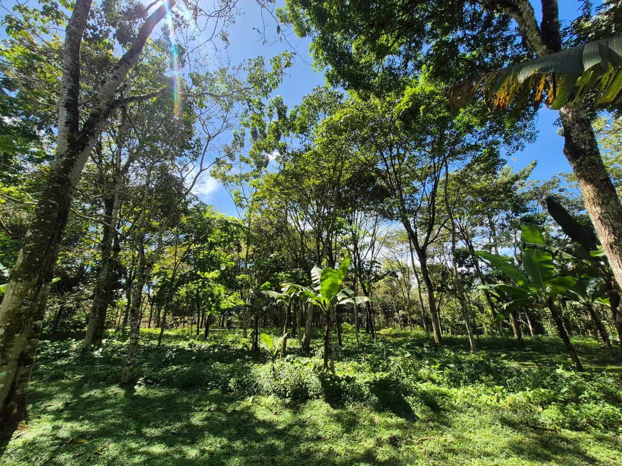 Mountain Home Construction Site For Sale in Centro de Pérez Zeledón - Gallery image 7