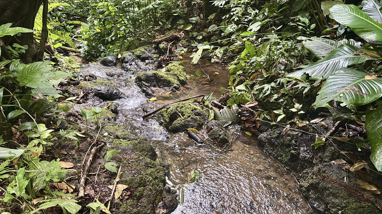 Unique property with creek and waterfall in lush jungle: Mountain Home Construction Site For Sale in Damas - photo 26