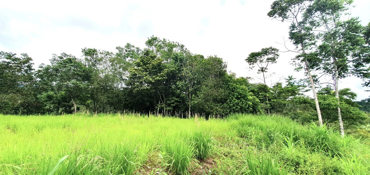 GULF VIEW PROPERTY IN PUERTO JIMENEZ, COSTA RICA - Gallery image 4