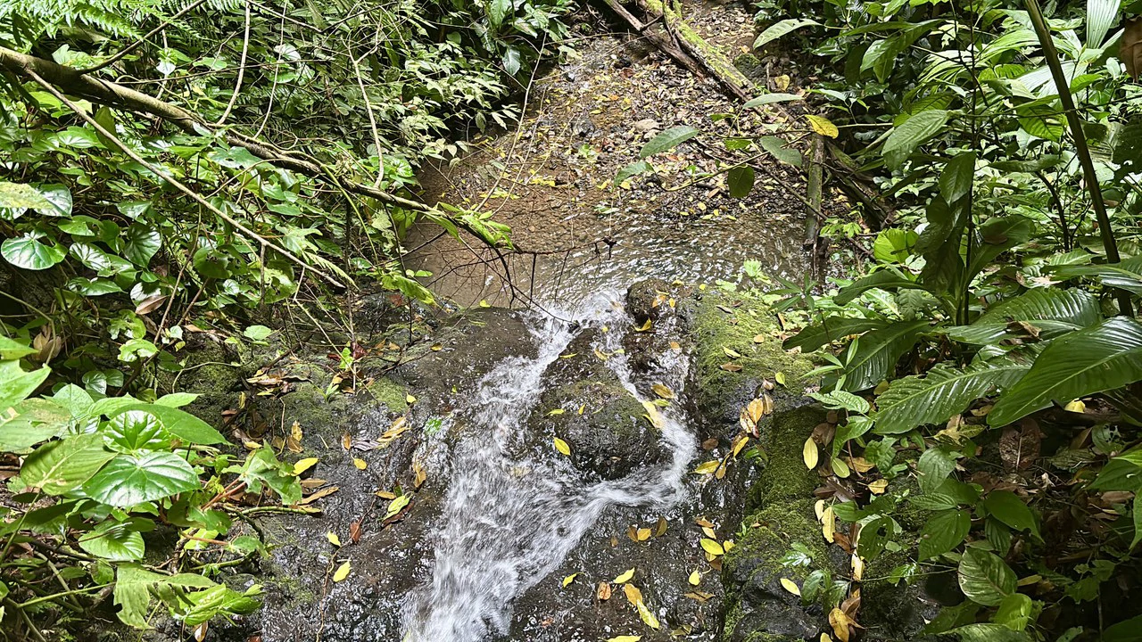 Unique property with creek and waterfall in lush jungle: Mountain Home Construction Site For Sale in Damas - photo 17