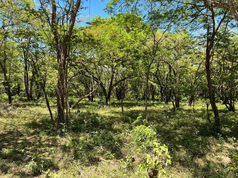 5.67 Hectares in Puerto Viejo: Prime Development Parcel Just 2 Mins from the Beach - Gallery image 14