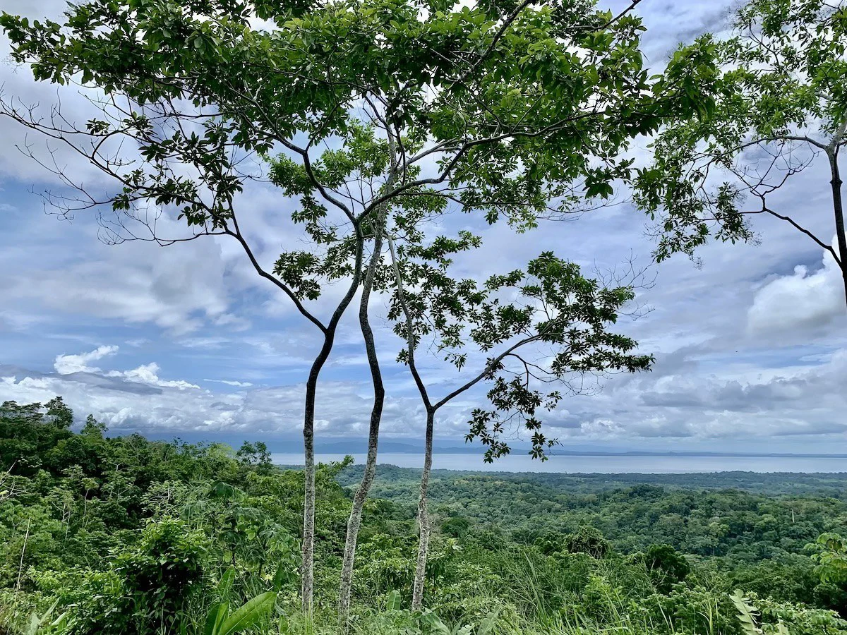 High Elevation Rainforest and Ocean View Property - Gallery image 16