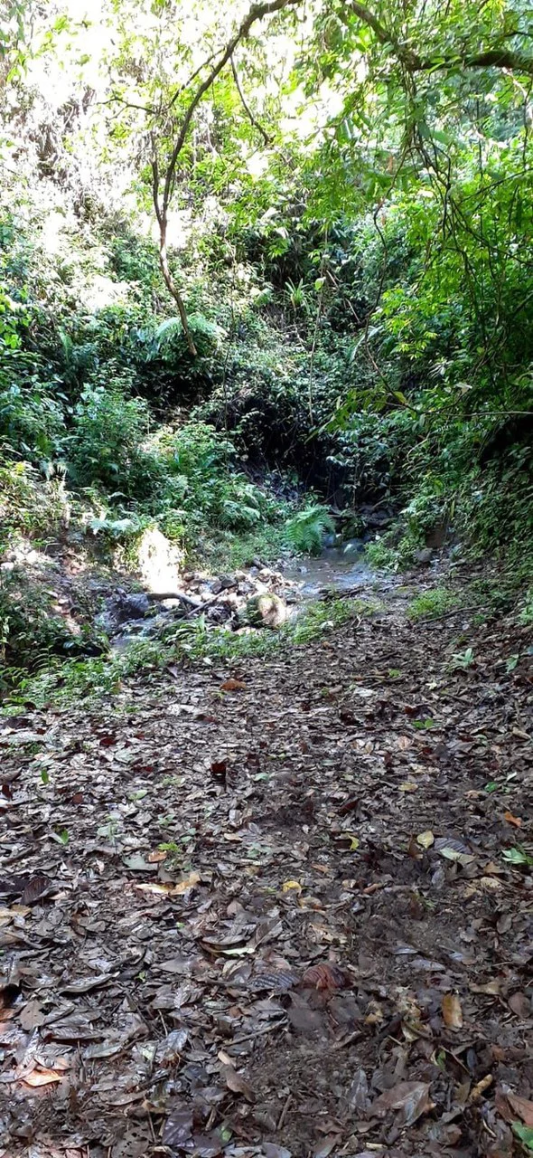 SECLUDED PARADISE WITH STUNNING VIEWS, WATERFALLS & ABUNDANT WILDLIFE - Gallery image 34