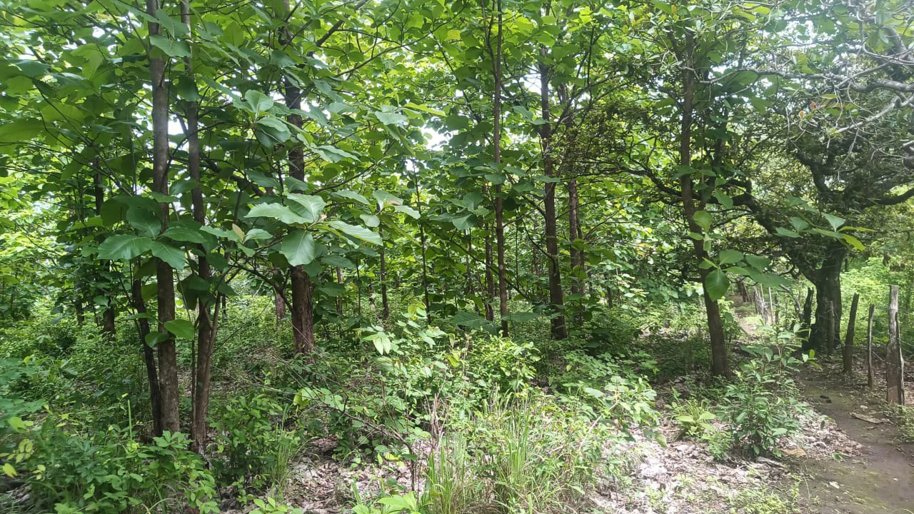 Riverfront, Mountain and Countryside Agricultural Land For Sale in Cañas Dulces - Gallery image 9