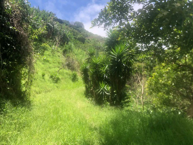 Coffee Farm in Monteverde is a full working Business - Gallery image 25