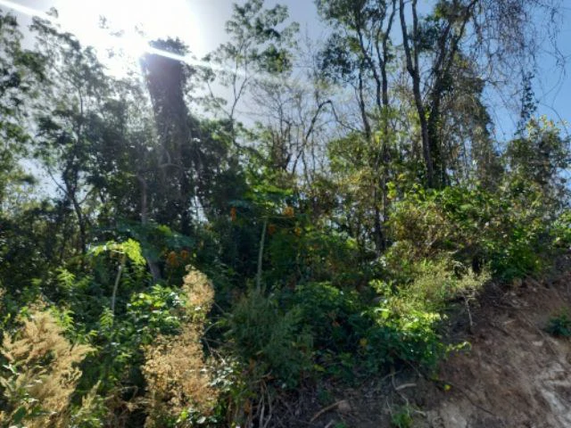 Building Lots for sale in a pristine and peacefull woodland 3 km from Samara Beach - Gallery image 3