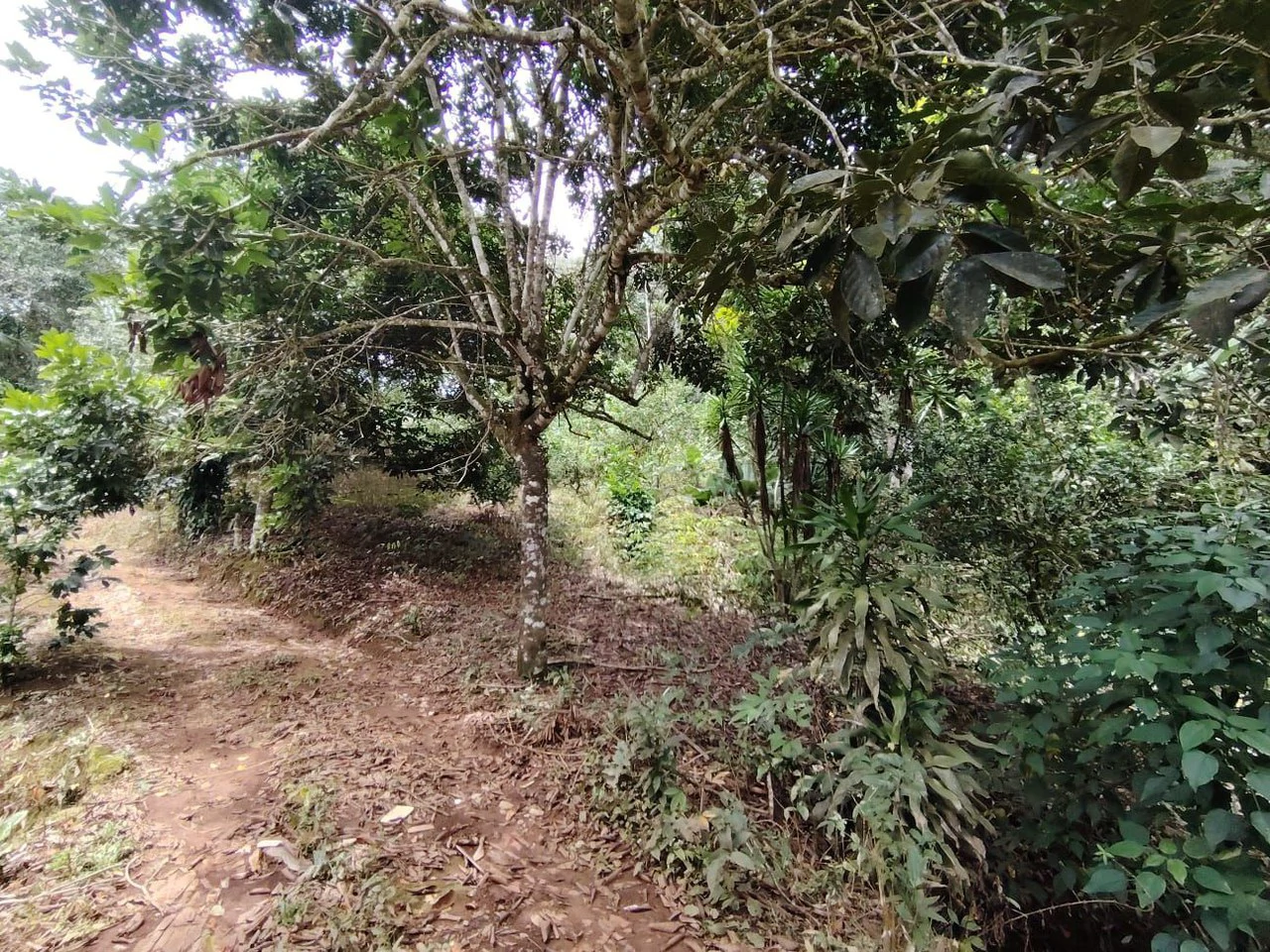 Home Construction Site For Sale in General Viejo - Gallery image 15
