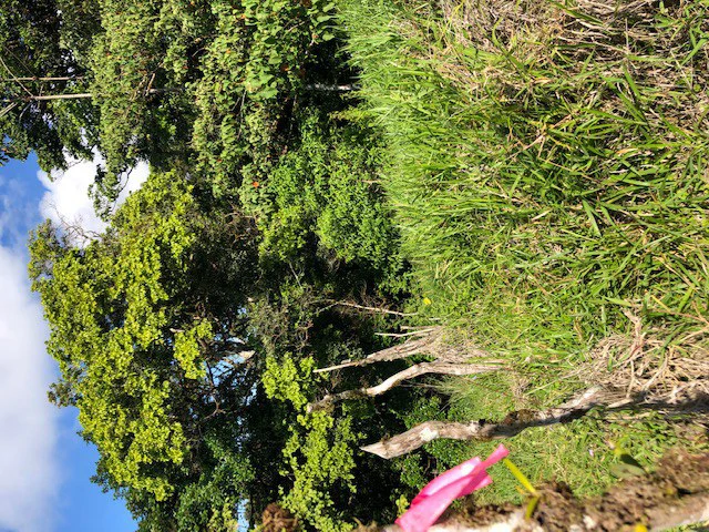 1.24 ACRES – Alto de San Juan, TOP OF THE WORLD VIEWS, Cool Breezes, Ready to Build Your Dream!!!!!: Mountain Development Parcel For Sale in Alto San Juan - Gallery image 13