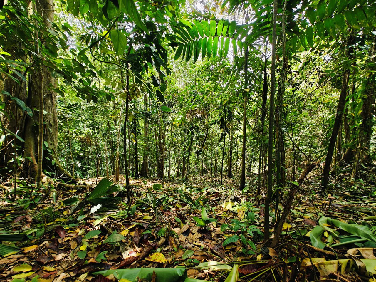 8001 sqm of  Off-Grid Raw Jungle land in Gated Community near Punta Uva - Gallery image 5