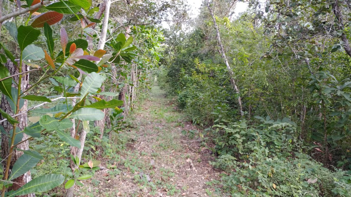 Mountain Farm for Sale in Liberia – Nature, Privacy, and High Investment Potential - Gallery image 8