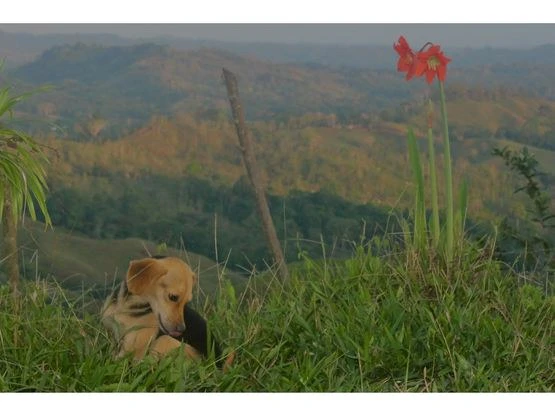 SPECTACULAR ECOLOGICAL MOUNTAIN FARM IN BIJAGUAL DE TURRUBARES - Gallery image 8