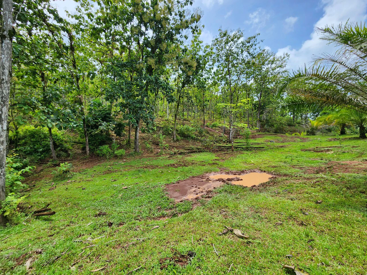 PRIME PARRITA FARM FOR SALE - Gallery image 28