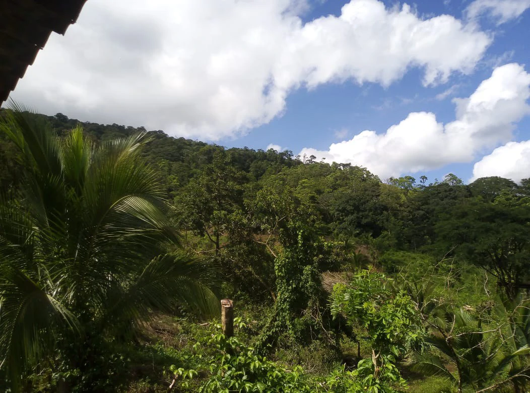 Agricultural farmland for sale in Aguas Claras, Alajuela, 1 house and many fruit trees - Gallery image 10