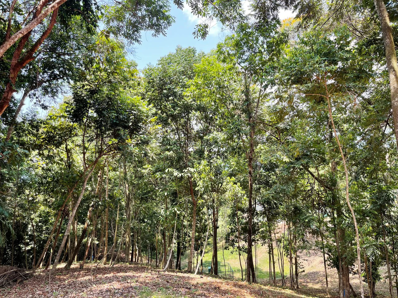 2.5 Acre Jungle and Valley View Home site in Dominical - Gallery image 15