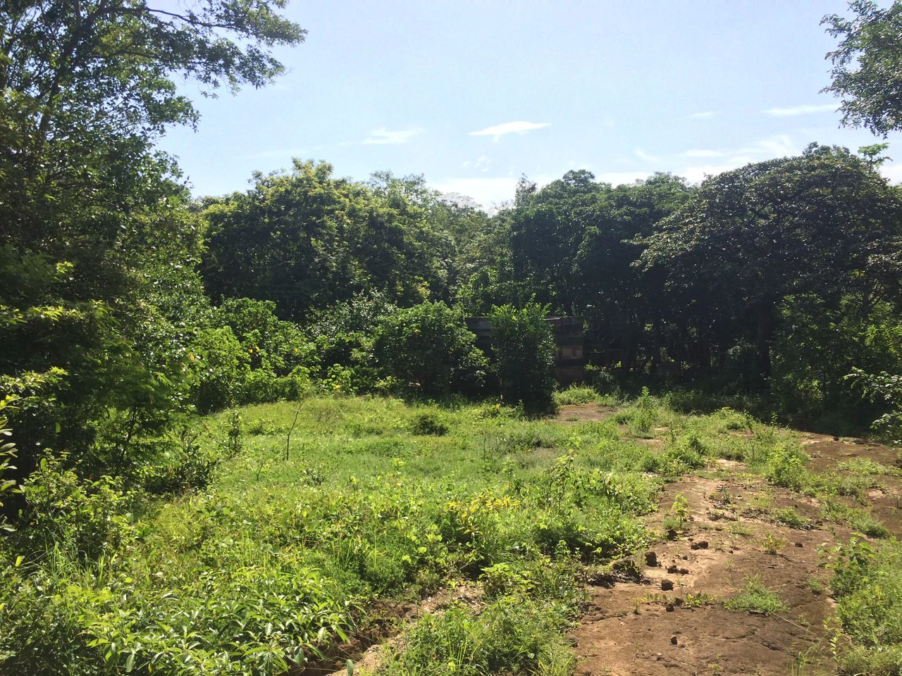 Finca de 31 hectáreas en Liberia: Great investment opportunity - Gallery image 8