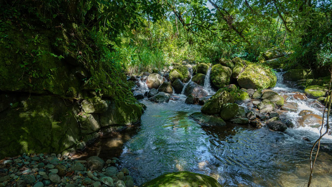 Riverfront Mushroom Farm & Private Waterfall Residence in Orosi - Gallery image 72