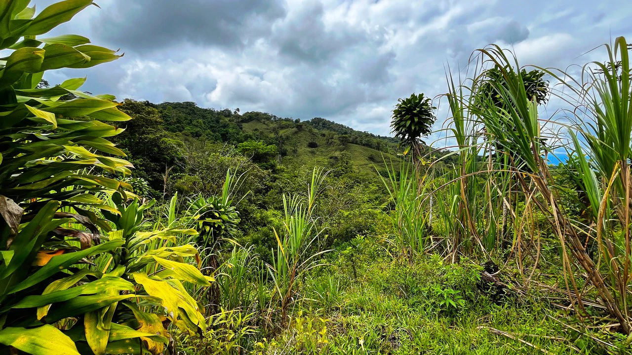 Mountain Agricultural Land For Sale in Centro de Pérez Zeledón - Gallery image 4