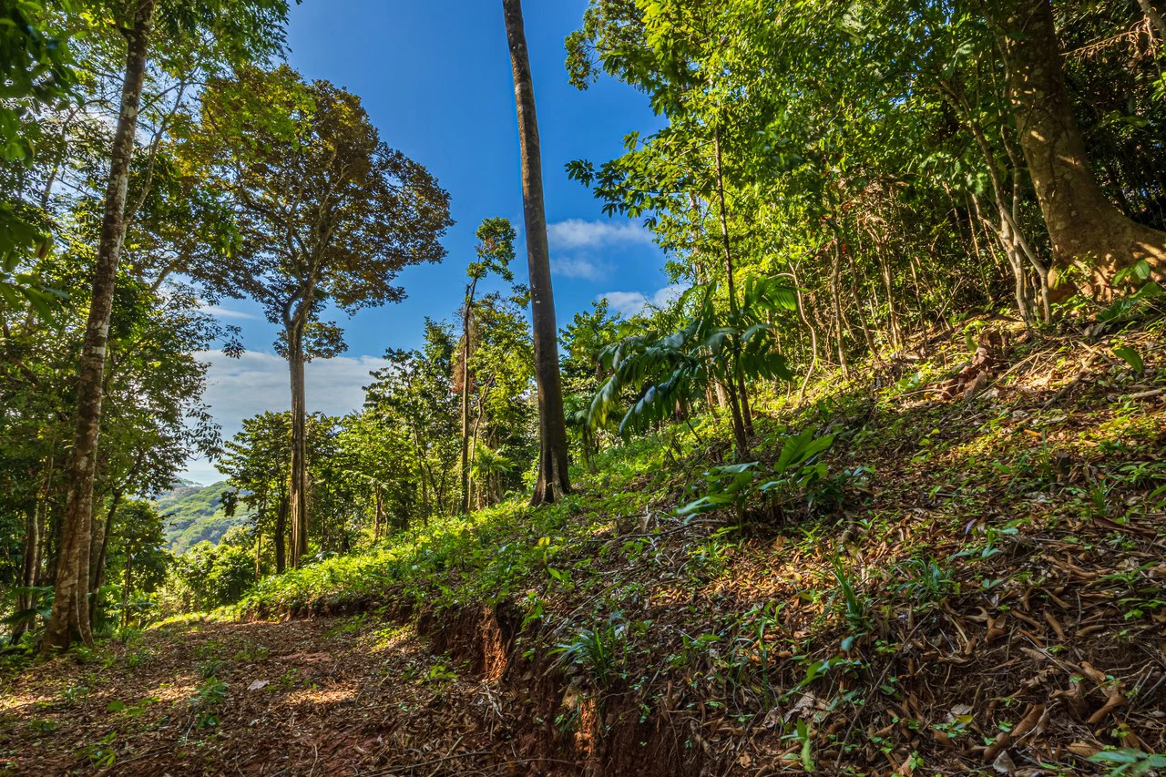 Rare 86-Acre Ocean View Estate Bordering Hacienda Barú – A Unique Opportunity for Conservation and Development - Gallery image 2