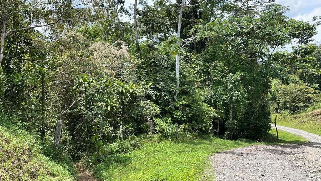 Building potential property for sale, beautiful land in the pure nature close to Bijagua - Gallery image 10