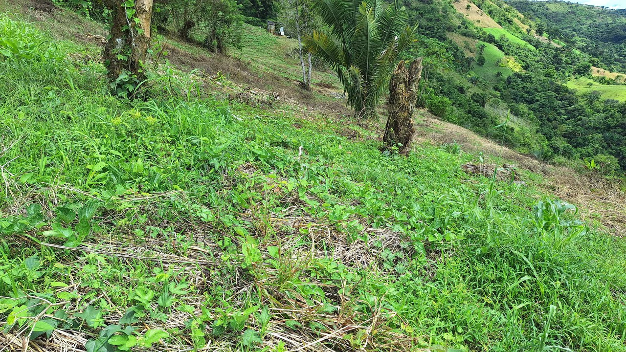 Spacious Lot For Sale In The Heart Of Pejibaye — Private Spring & Mountain Views - Gallery image 11