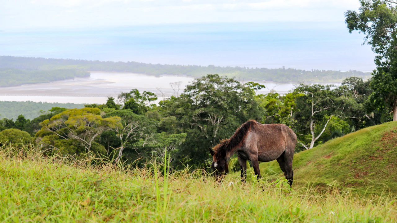 Unique Development Property Overlooking the Pristine Golfito Bay and Golfo Dulce - Gallery image 25