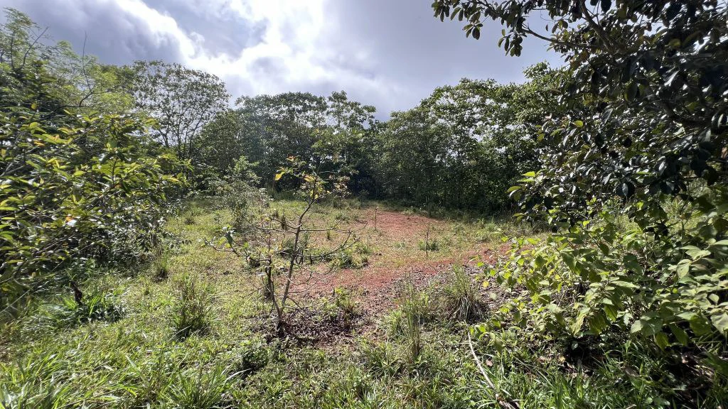 Mountain and Countryside Agricultural Land For Sale in Platanares - photo 16