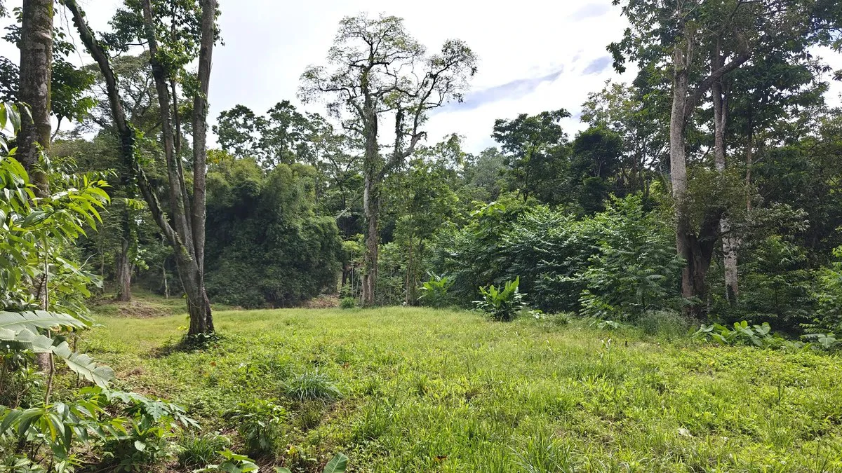 ID 345: 6,763m² Ocean View Development Land for Sale in Puerto Viejo - Gallery image 2