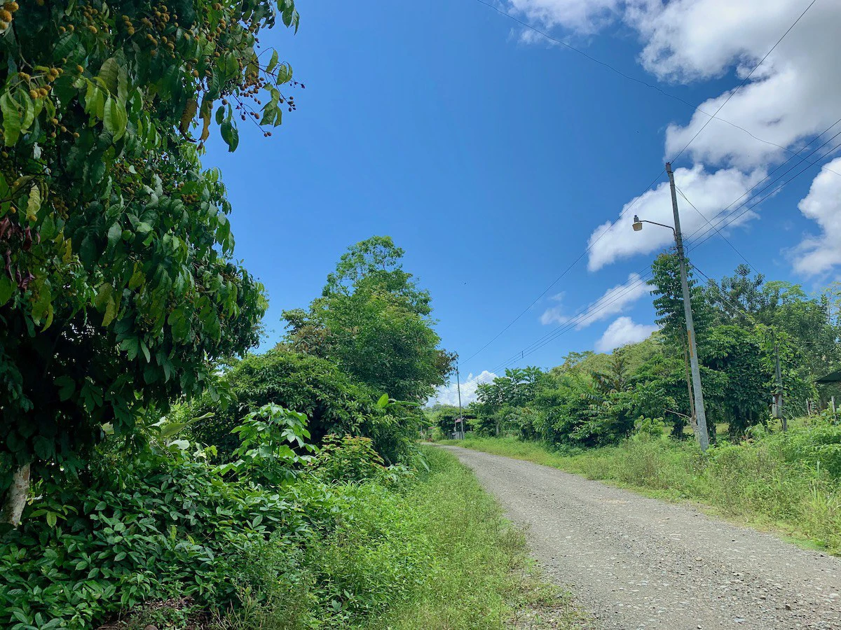 Jungle View Property in Osa Peninsula - Gallery image 4
