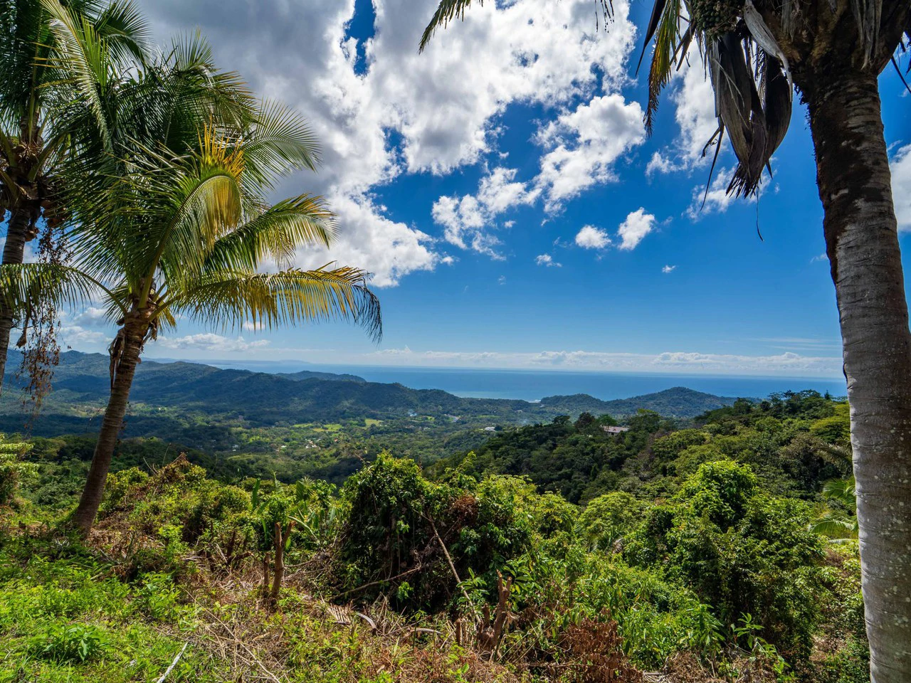 Lote Tres Palmas: Stunning Ocean View lot with 2 Platforms - Gallery image 7