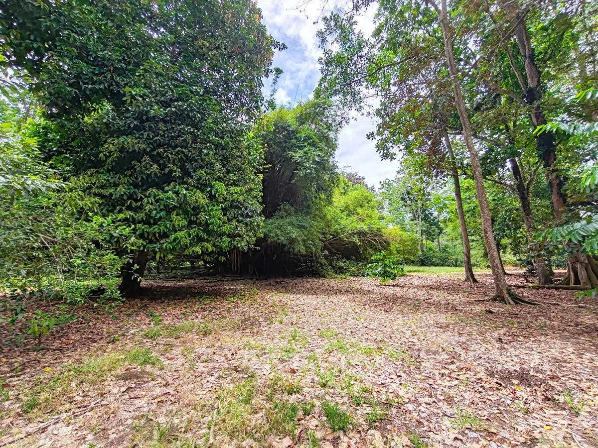 ID 1044: Build Ready Land Between Cahuita National Park and Puerto Viejo - Gallery image 2