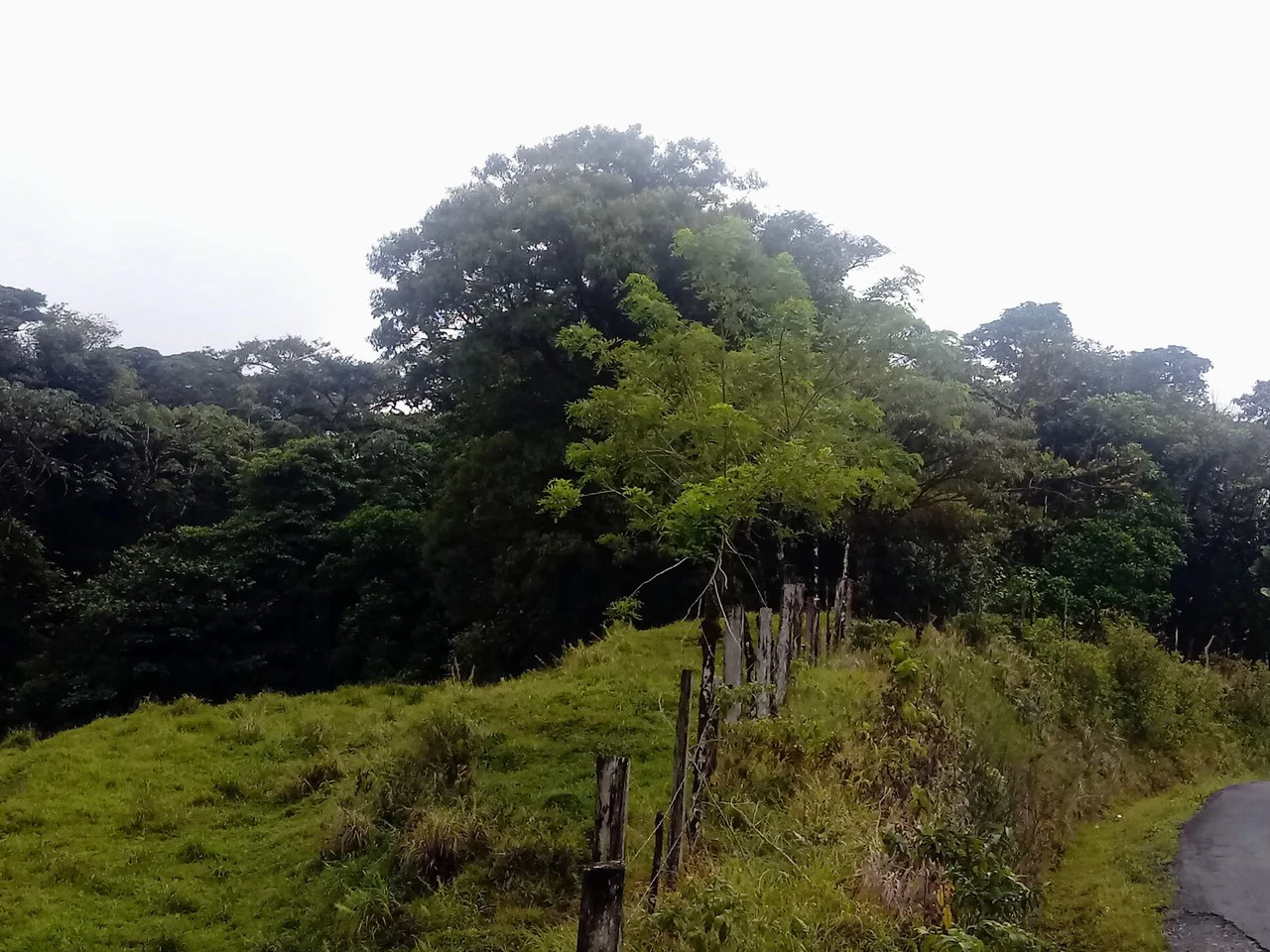 JUNGLE PARADISE: Nature Lovers Dream: 204 acres of Wilderness and a Building Pad - Gallery image 6