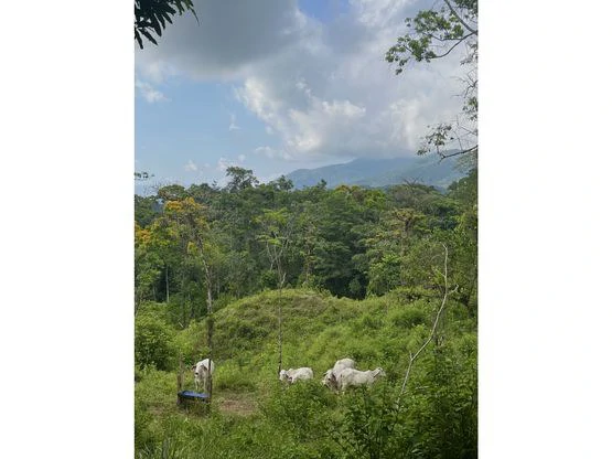 SPECTACULAR ECOLOGICAL MOUNTAIN FARM IN BIJAGUAL DE TURRUBARES - Gallery image 16