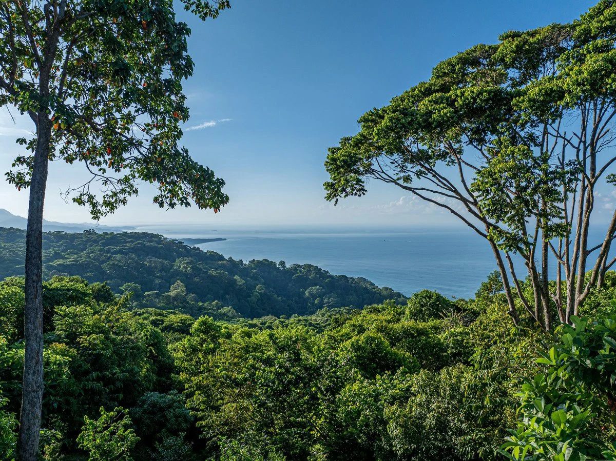2 ACRES – 2 Bedroom Whales Tale Ocean View Home In Costa Verde Estates Gated Community!!!: 79 ACRES – Amazing Farm On Ridge Top With Whale’s Tail Ocean View And 800 Exotic Tropical Fruit Trees!!!!! - Gallery image 50