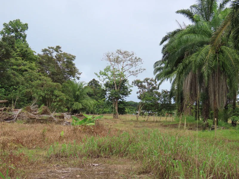 1.45-Acre Lot with Excellent Location in Canaza de Puerto Jimenez - Gallery image 11