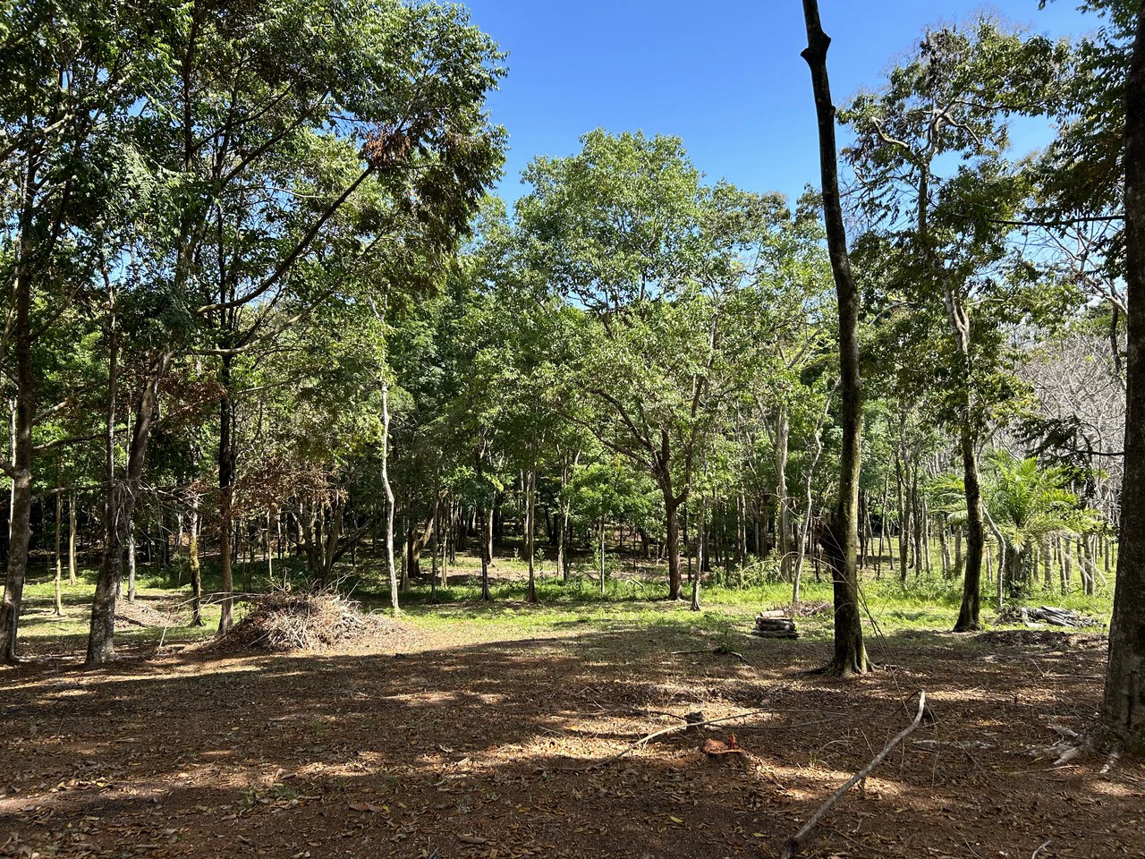 Cabo Matapalo:  3.8 Acre Ocean View Lot In Peninsula De Osa, Golfo Dulce - Gallery image 9