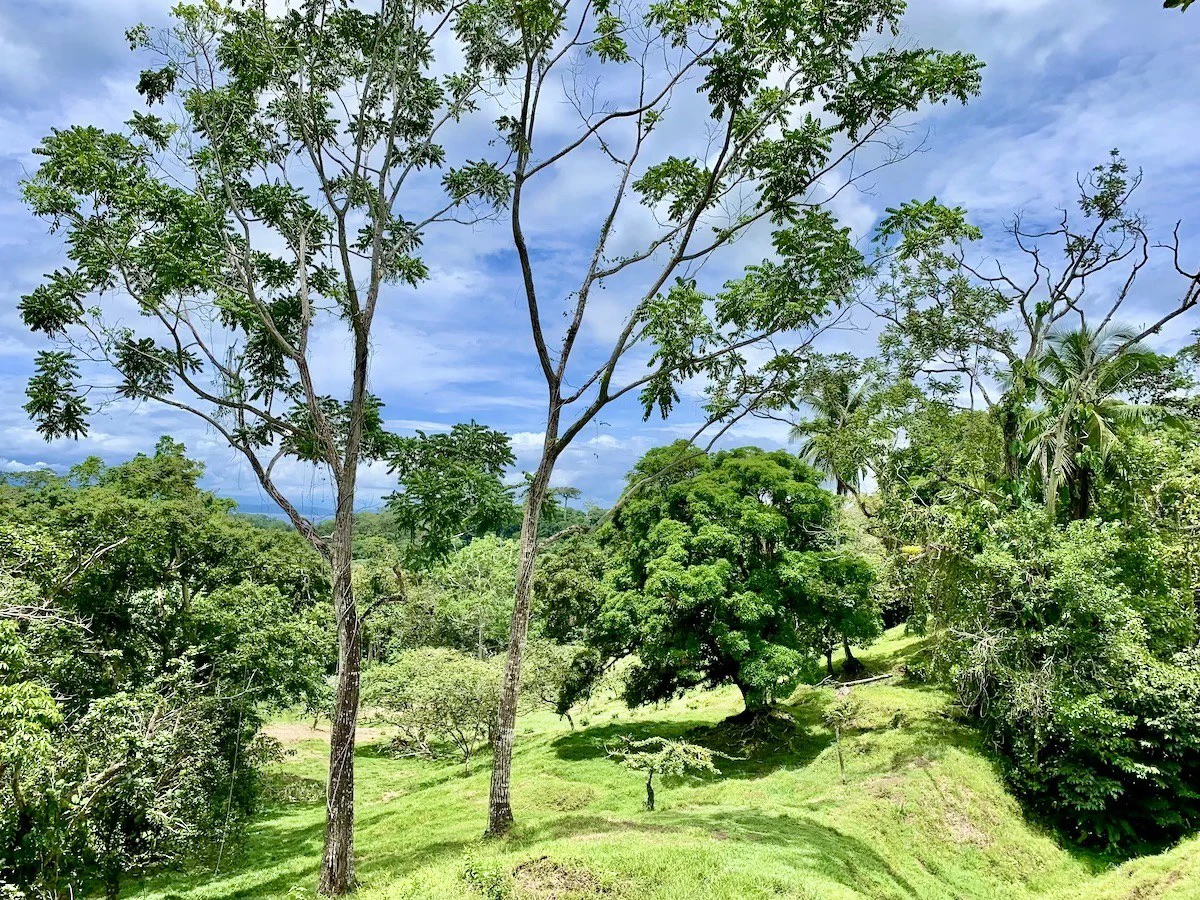 High Elevation Rainforest and Ocean View Property - Gallery image 11