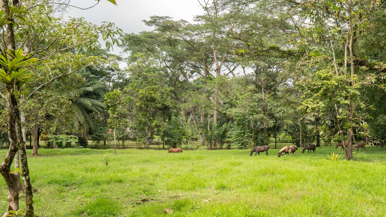 Stunning Tropical Home in Gated community with Hundreds of fruit trees: Mountain House For Sale in Naranjito - Gallery image 43