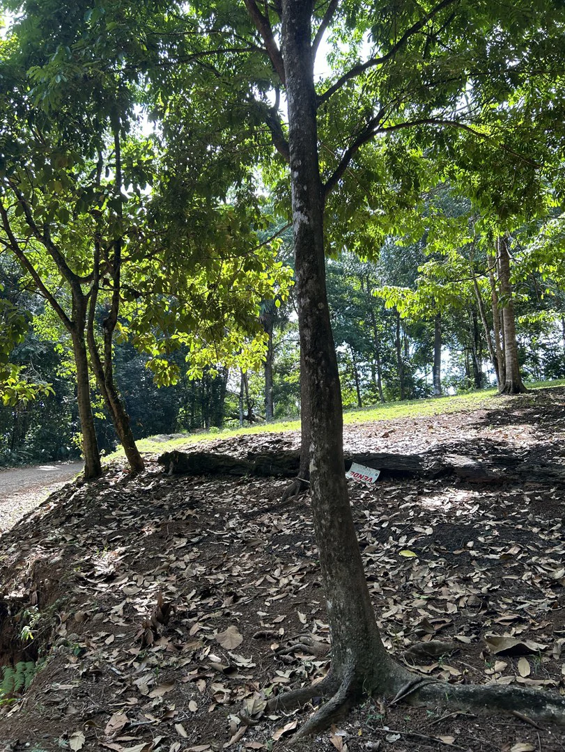 Cabo Matapalo: Jungle View Lot Priced To Sell! - Gallery image 23
