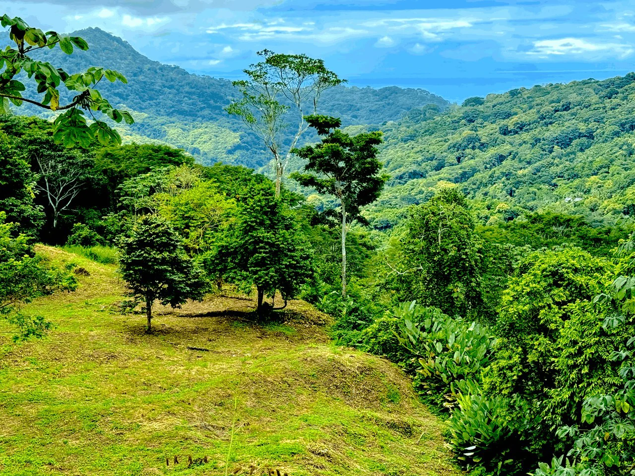 7.56 ACRES – Ocean View Acreage In Lagunas, 50% Flat And Usable, Public Road, ASADA Water, Fruit Trees!!!! - Gallery image 3