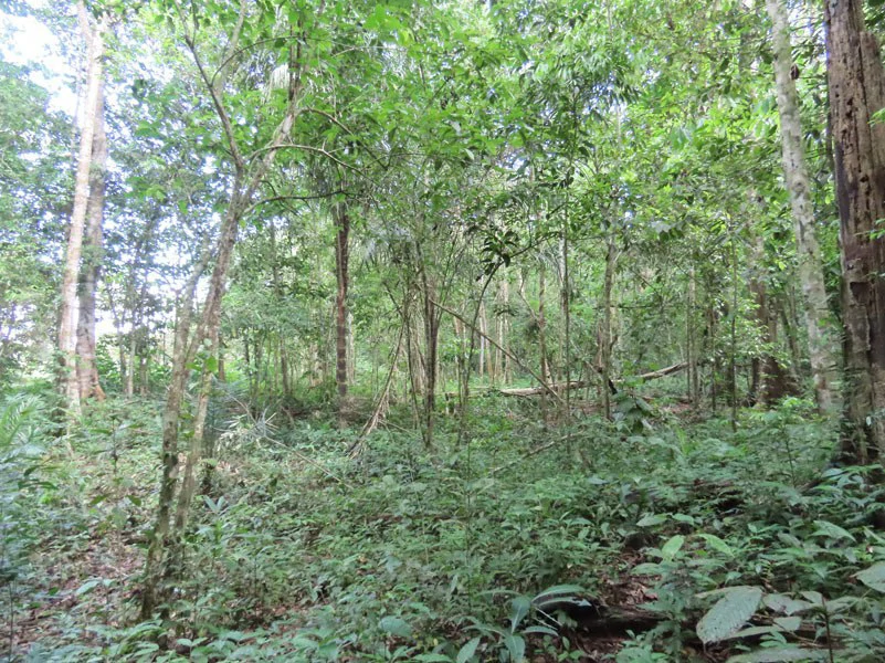 0.25 Acres Lots For Sale in La Amapola, Puerto Jimenez on Highway-245 - Gallery image 9