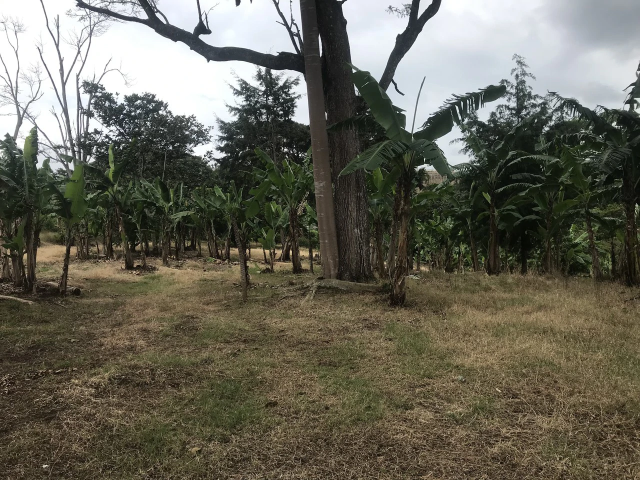 LOTES SAN ISIDRO HEREDIA: BEAUTIFUL LOTS IN SAN ISIDRO  HEREDIA - Gallery image 7