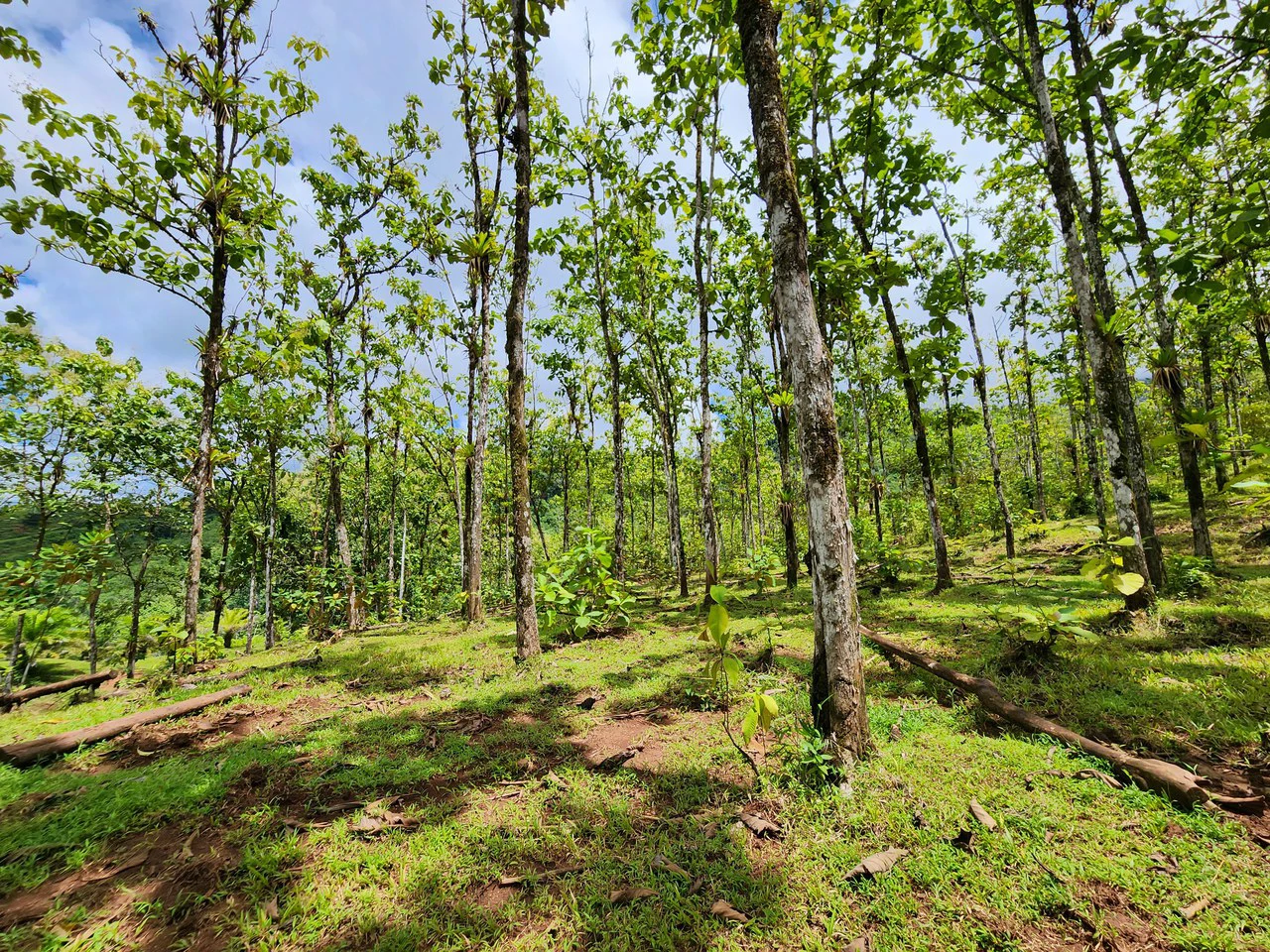 PRIME PARRITA FARM FOR SALE - Gallery image 39