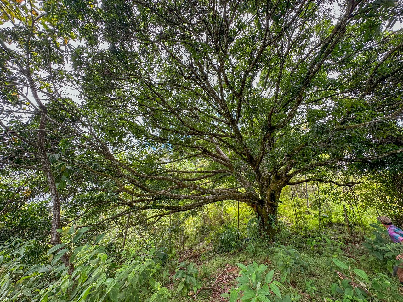 Costa Rican Gem with Conservation Potential: Preserve 26 Acres of Pristine Land