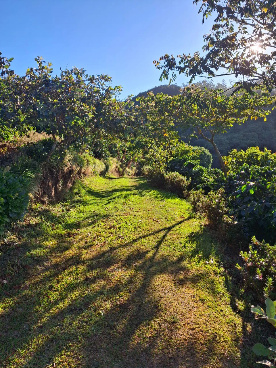 Cafetalero or Developer?: 25,378 m2 with Views of the Central Valley!! - Gallery image 3