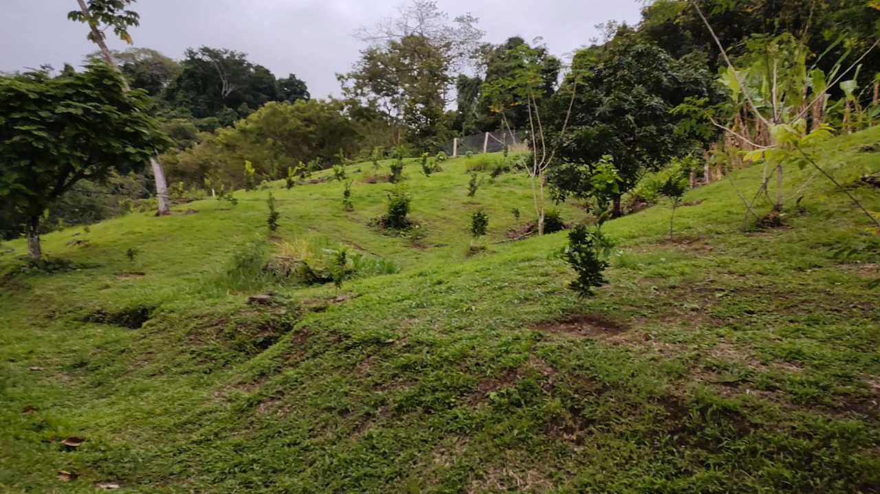 Agricultural Farm for Sale in the mountains of Hojancha, Beautiful 25-acre property with floating lake Apartment and Huge main home - Gallery image 17