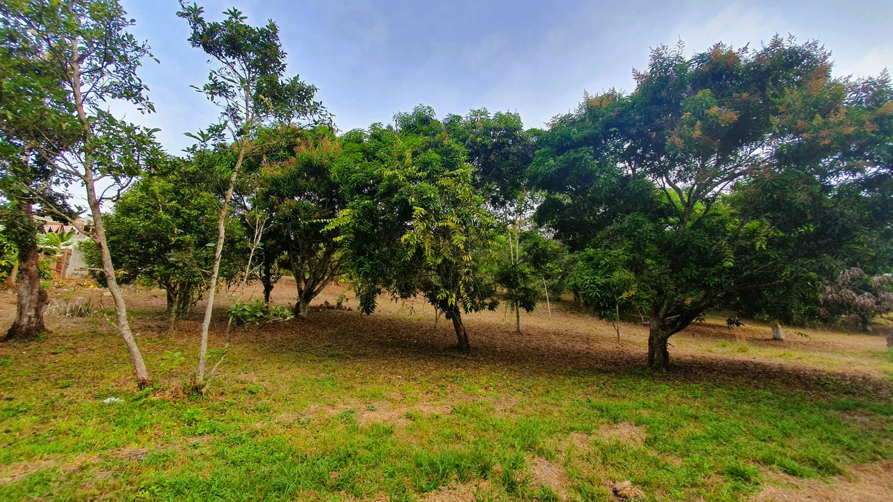 FRUIT TREE PROPERTY FOR SALE: Home Construction Site For Sale in San Isidro del General - Gallery image 17